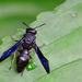 Orancistrocerus aterrimus - Photo (c) Jeffrey Cheung, some rights reserved (CC BY-NC), uploaded by Jeffrey Cheung