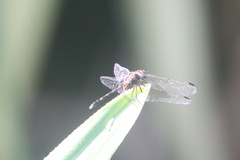 Dythemis sterilis