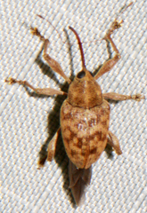 Curculio proboscideus