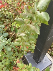 Pistacia terebinthus