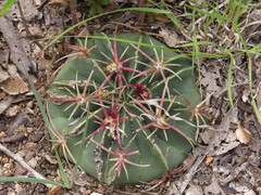 Ferocactus macrodiscus macrodiscus