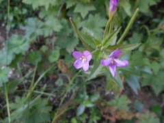 Epilobium alpestre
