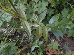Epilobium alpestre