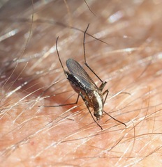 Aedes atlanticus