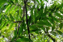 Desmoncus polyacanthos