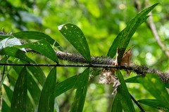 Desmoncus polyacanthos