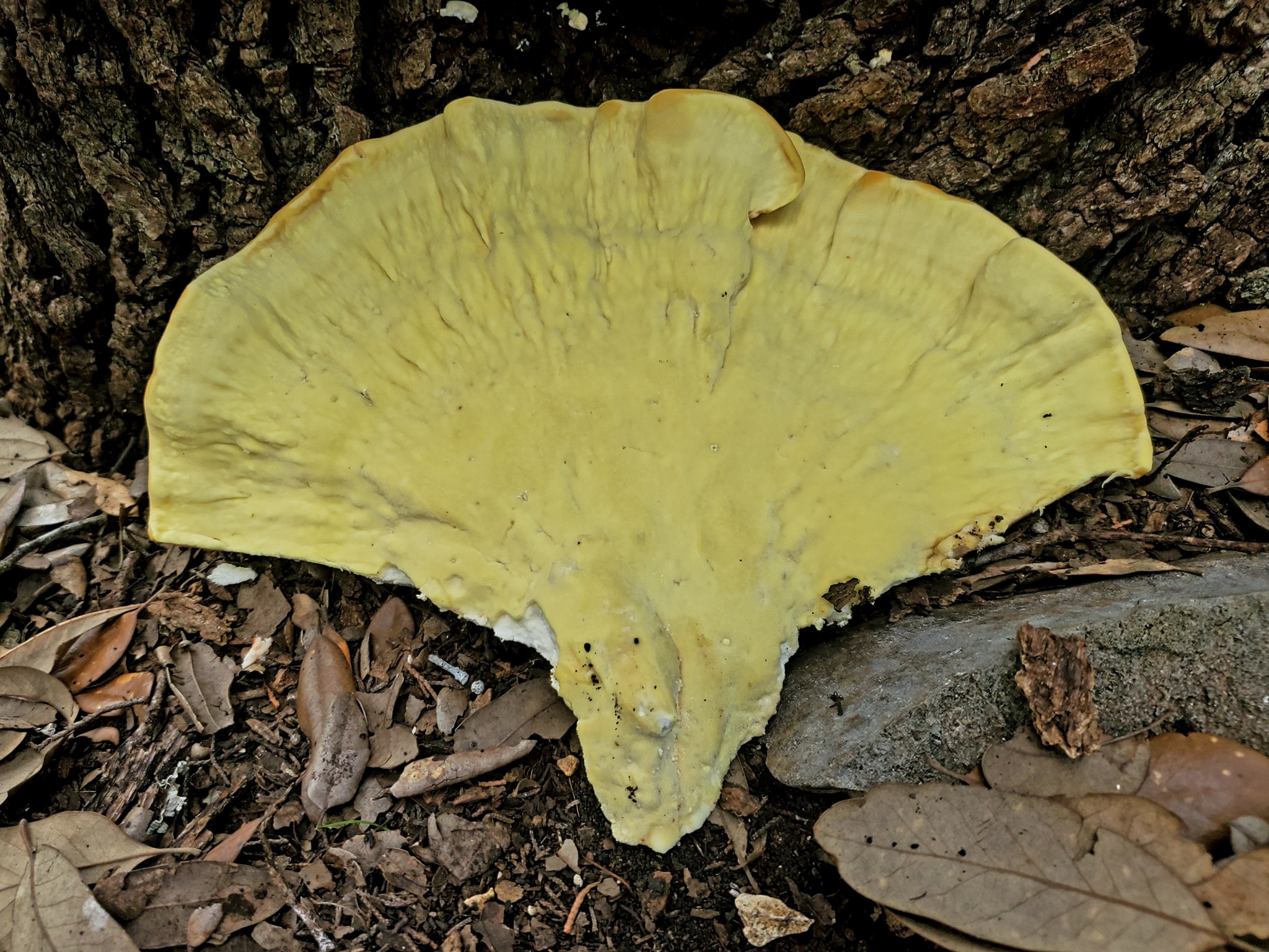 Polyporus sulphureus<br>31 October, 2024