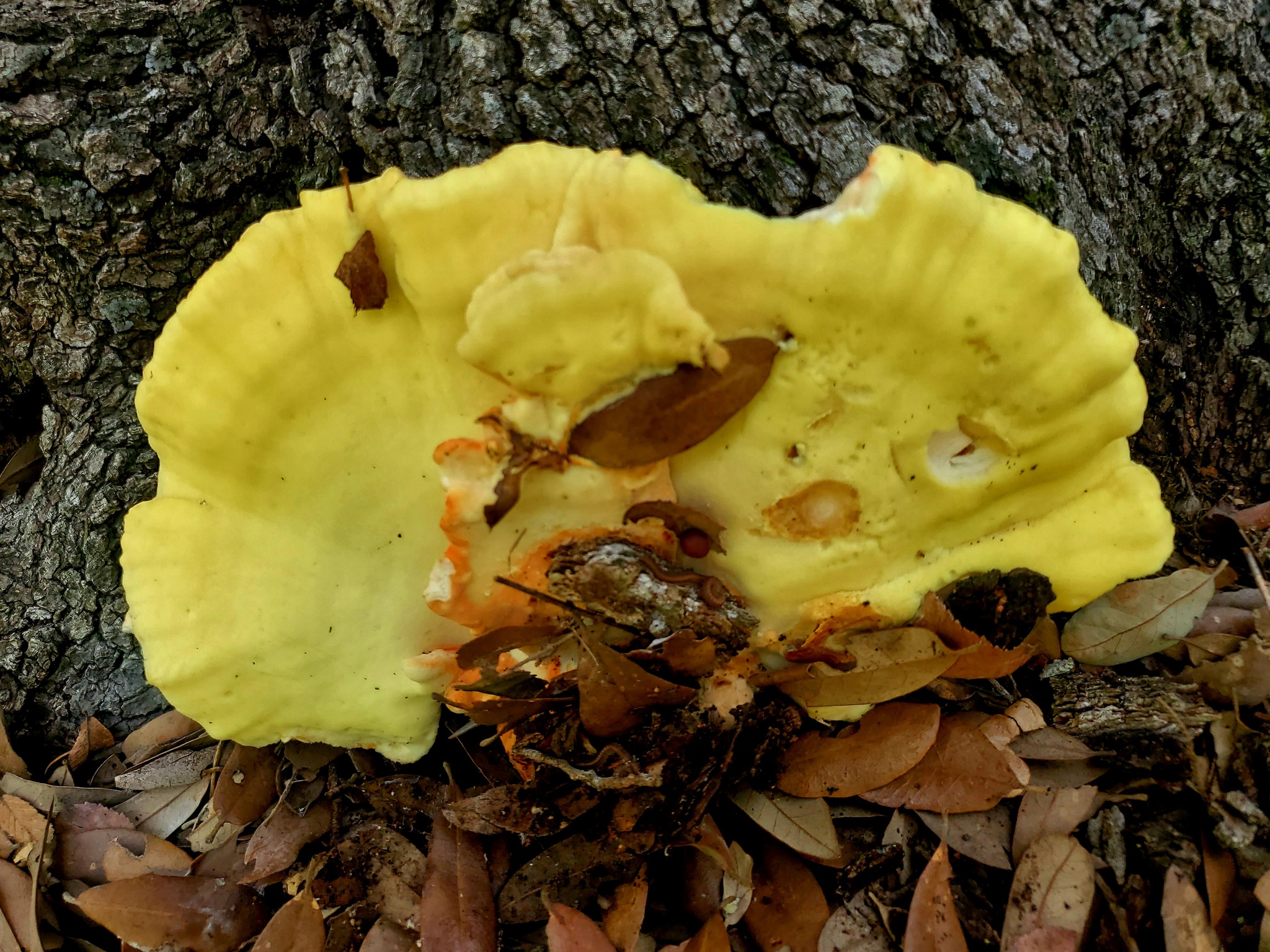 Polyporus sulphureus<br>05 November, 2024