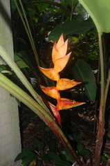 Heliconia champneiana
