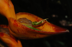 Heliconia champneiana