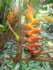 Heliconia champneiana
