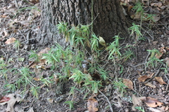 Dichanthelium scribnerianum
