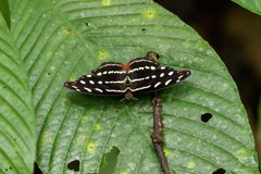 Catonephele mexicana