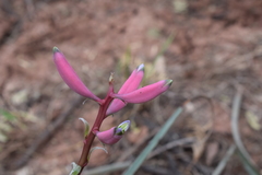 Bromelia hieronymi