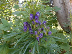 Aconitum tauricum