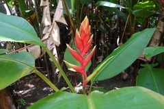 Heliconia × flabellata