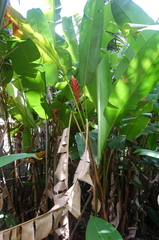Heliconia × flabellata