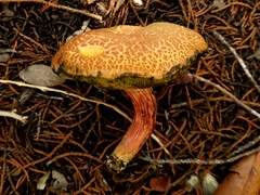 Xerocomellus bolinii