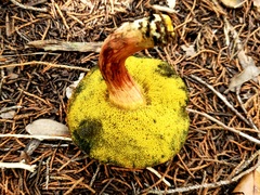 Xerocomellus bolinii