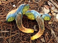 Xerocomellus bolinii