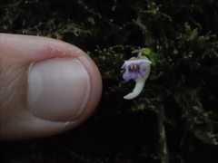 Utricularia jamesoniana