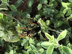 Sphex flavovestitus