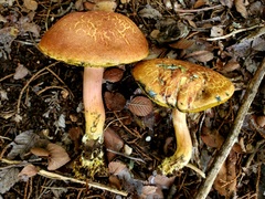 Xerocomellus bolinii