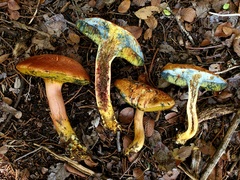 Xerocomellus bolinii