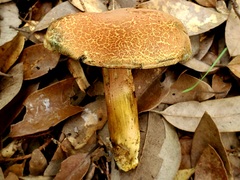 Xerocomellus bolinii