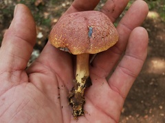 Xerocomellus bolinii