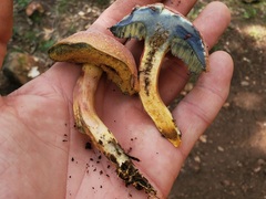 Xerocomellus bolinii