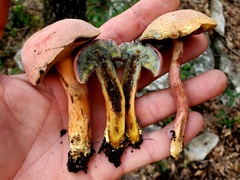 Xerocomellus bolinii