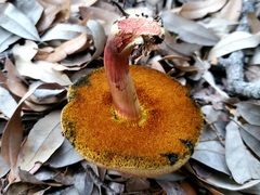 Boletus paulae