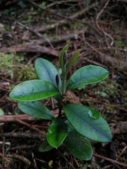 Myrceugenia planipes