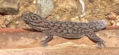Gehyra versicolor