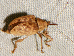 Curculio proboscideus
