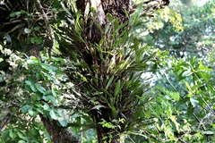 Epidendrum ciliare