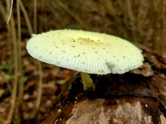 Leucocoprinus flavescens