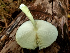 Leucocoprinus flavescens