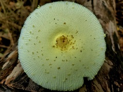 Leucocoprinus flavescens