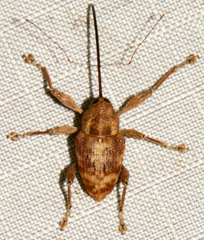 Curculio proboscideus