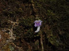 Utricularia jamesoniana