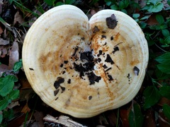 Lactarius yazooensis