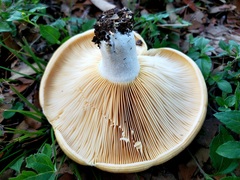 Lactarius yazooensis