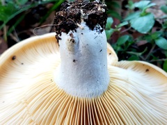 Lactarius yazooensis