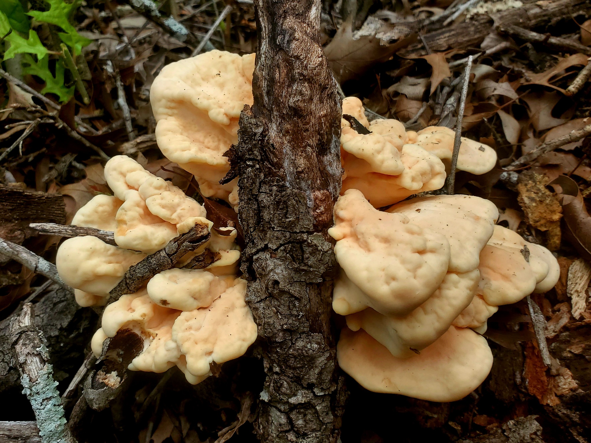 Polyporus sulphureus<br>31 October, 2024