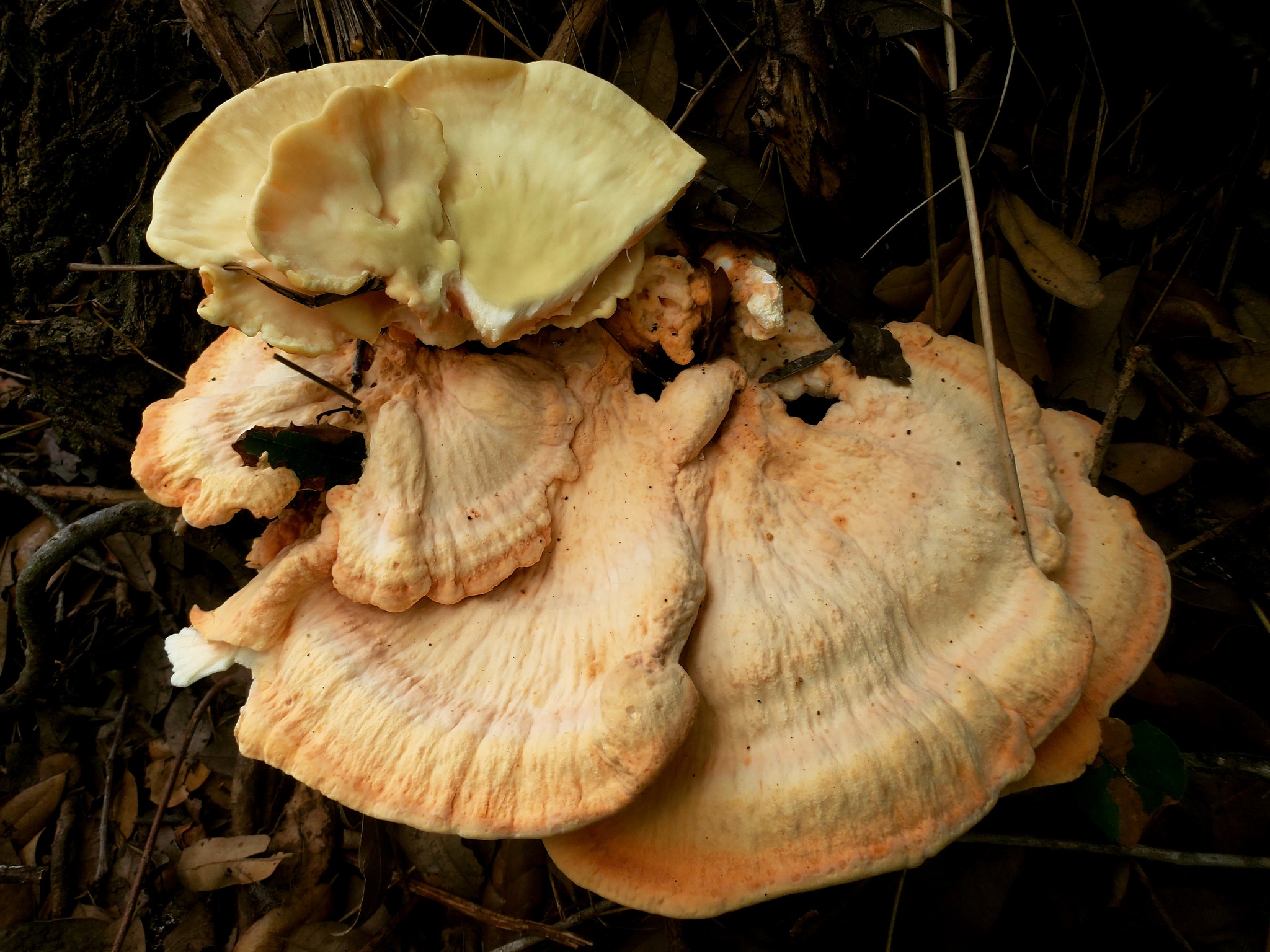Polyporus sulphureus<br>08 September, 2020