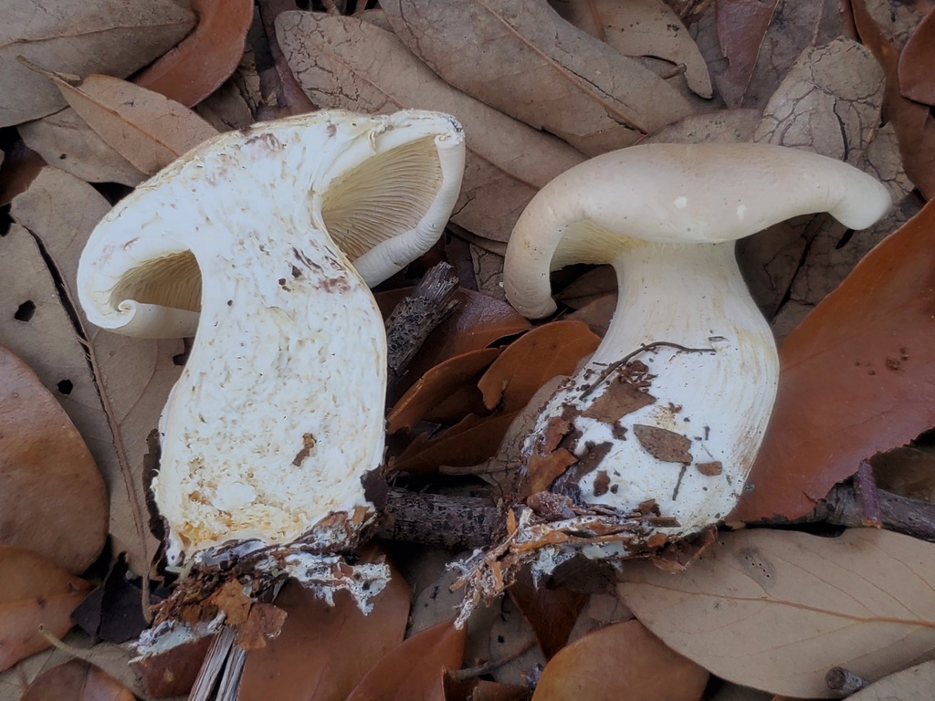 Leucopaxillus laterarius