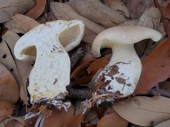 Leucopaxillus laterarius