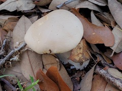 Leucopaxillus laterarius